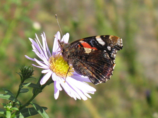 Red Admiral - underwing pattern