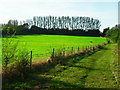 TL4675 : Fairchild's Meadow, Haddenham by Andrea