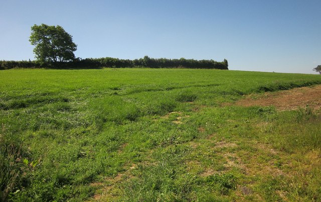 Field near St Erney