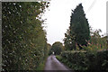 High hedges in Ford Hayes Lane