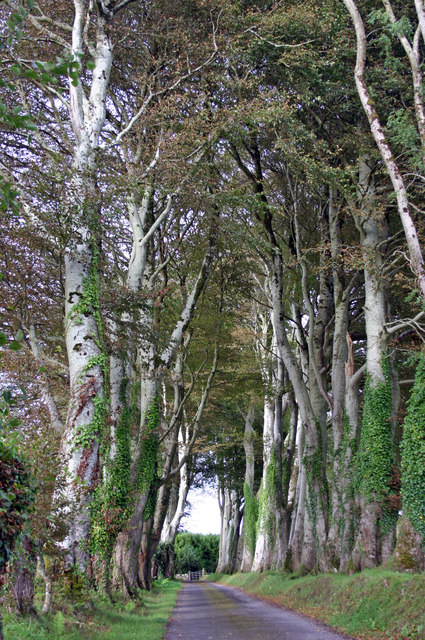 Tree lined driveway to Monea Castle, Monea