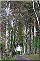 Tree lined driveway to Monea Castle, Monea