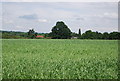 Wheat field