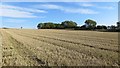 Stubble, Roman Hill