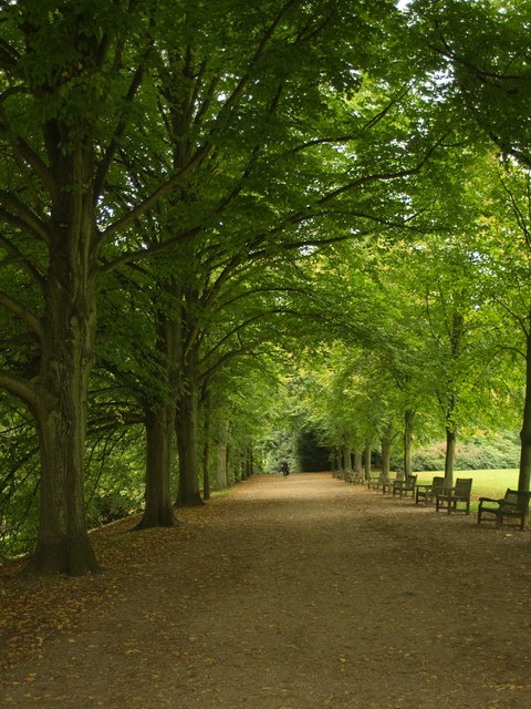 Tree-lined path, near Kenwood House, Hampstead Heath