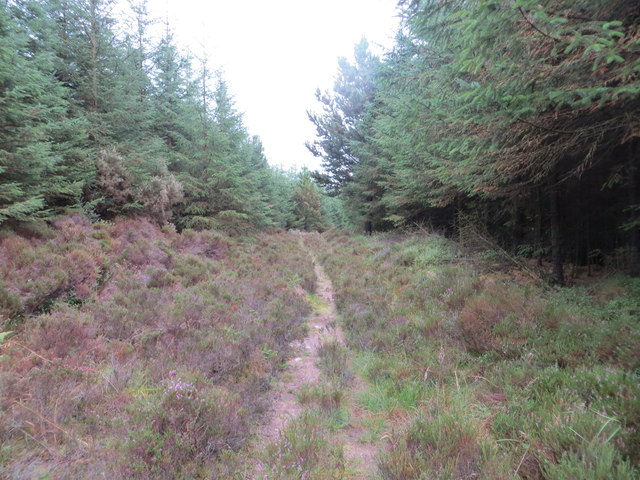 Track through Brownmoor Wood