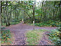 Bridleway crossing in the woods west of The Flats