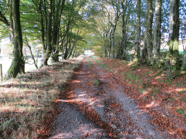 Wooded Lane to Quhytewoollen Hill