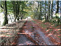 Wooded Lane to Quhytewoollen Hill