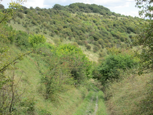 Tree-clad Haydown Hill