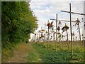 Hop garden at Puttenham