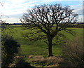 Farmland viewed from the Whistle Way