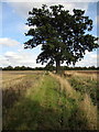 Footpath to Southill Road