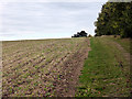 On a permissive path leading to Upper and Lower Plantations