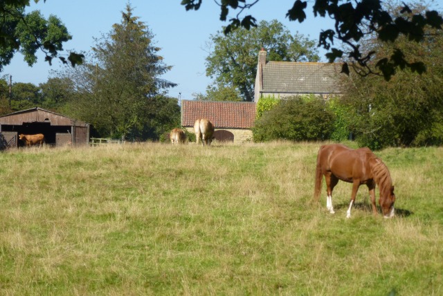 Horse near Middlemoor