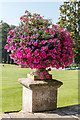 SY0785 : Planter, Italian Garden, Bicton Park Botanical Garden, Devon by Christine Matthews
