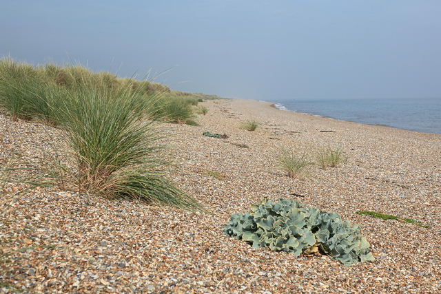 Beach between Sizewell and Minsmere