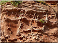 Fossilised Tree Roots,  Budleigh Salterton, Devon