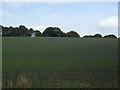 Crop field off Barnsley Road