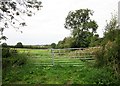 Field by Dodington Lane