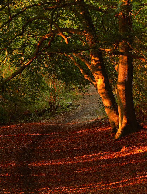Evening light in Sulham Wood, Berkshire