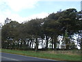 Woodland beside the A629