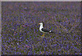 SM7210 : Lesser Black-backed Gull in the bluebells by Hugh Venables