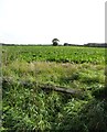 SE8637 : Sugar beet field opposite Manor House Farm by Neil Theasby