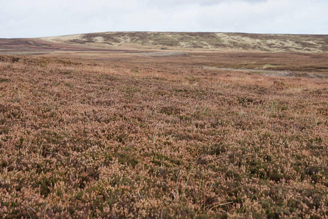 Heather moorland above Greave Clough