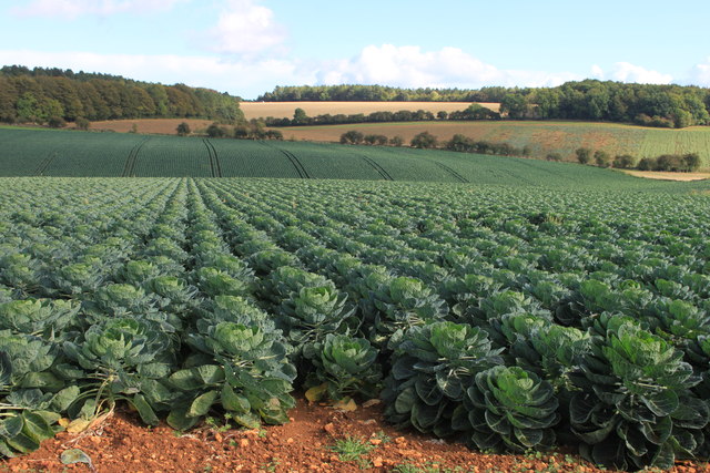 Brussels sprouts growing near Taddington in early October