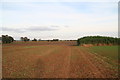 Footpath past Bishopthorpe Farm and a plantation of Jerusalem Artichokes to Winteringham