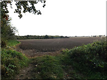 TL7348 : Farmland off Mary Lane by Geographer