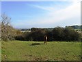 Horse in field