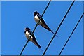 NT9249 : First swallows of 2014 by David Chatterton
