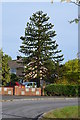 TF0373 : Monkey Puzzle Tree, off Minster Drive, Cherry Willingham by J.Hannan-Briggs
