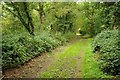 SO8248 : Woodland path near Saint Cloud by Philip Halling