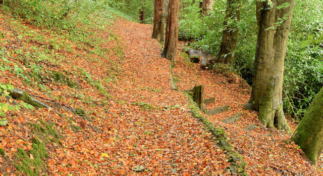 Autumn leaves, Glenlyon, Holywood (October 2014)
