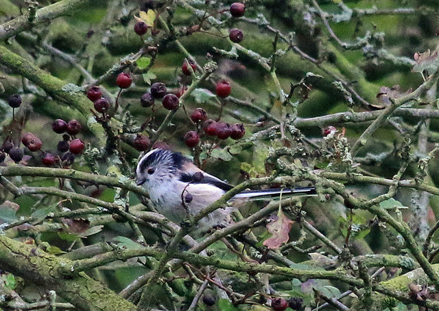 Long-tailed tit in hawthorn