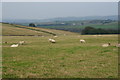 Sheep above Fox Clough