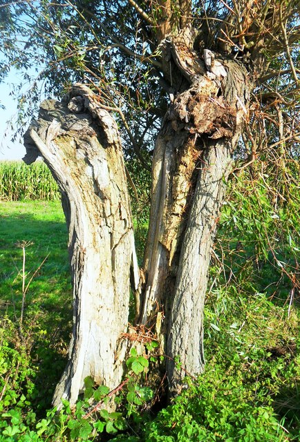 Old pollarded willow