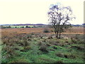 Heathland, Corrickmore