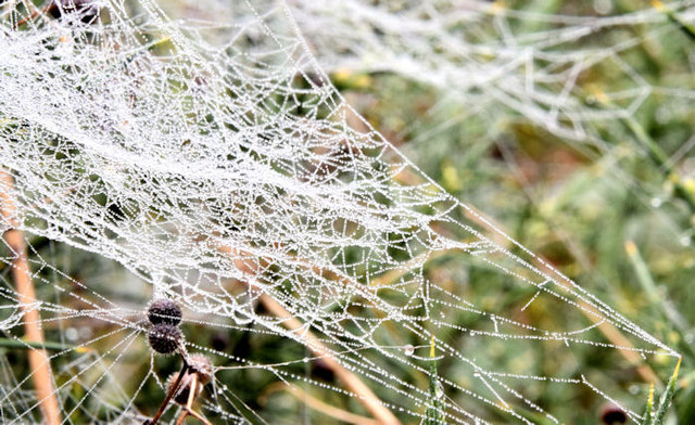 Webs, Lagan Meadows, Belfast (October 2014)