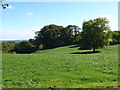 North Bowood Rookery