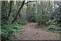 Path in woods on the edge of Blackwater