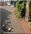 Alley cat, Chelston