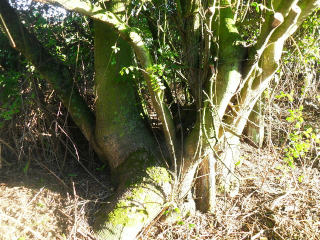 Old hawthorn coppicing stool