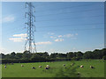 Field of sheep near Alsager