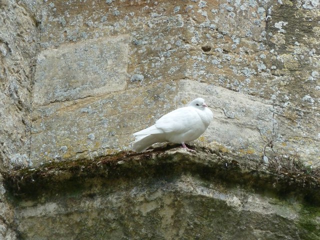 Minster Lovell - White dove on the ruins of the Old Hall