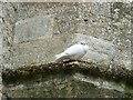 SP3211 : Minster Lovell - White dove on the ruins of the Old Hall by Rob Farrow