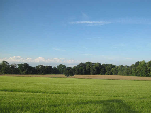Fields and trees
